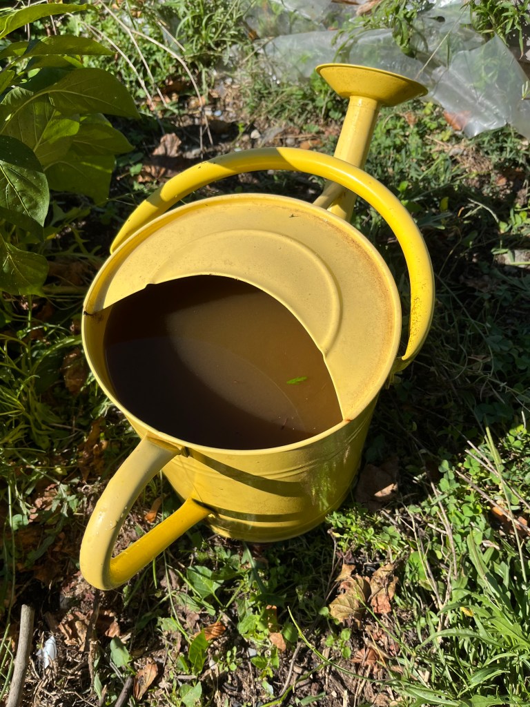 The Compost Tea after 19 weeks of brewing
