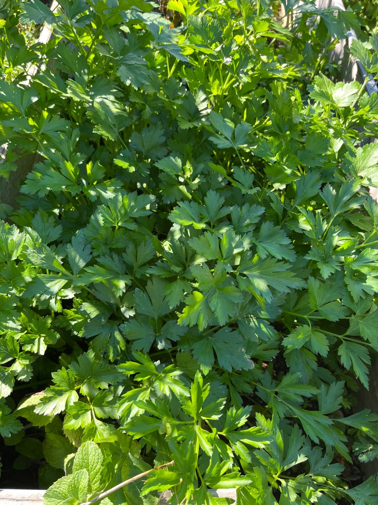 Parsley
