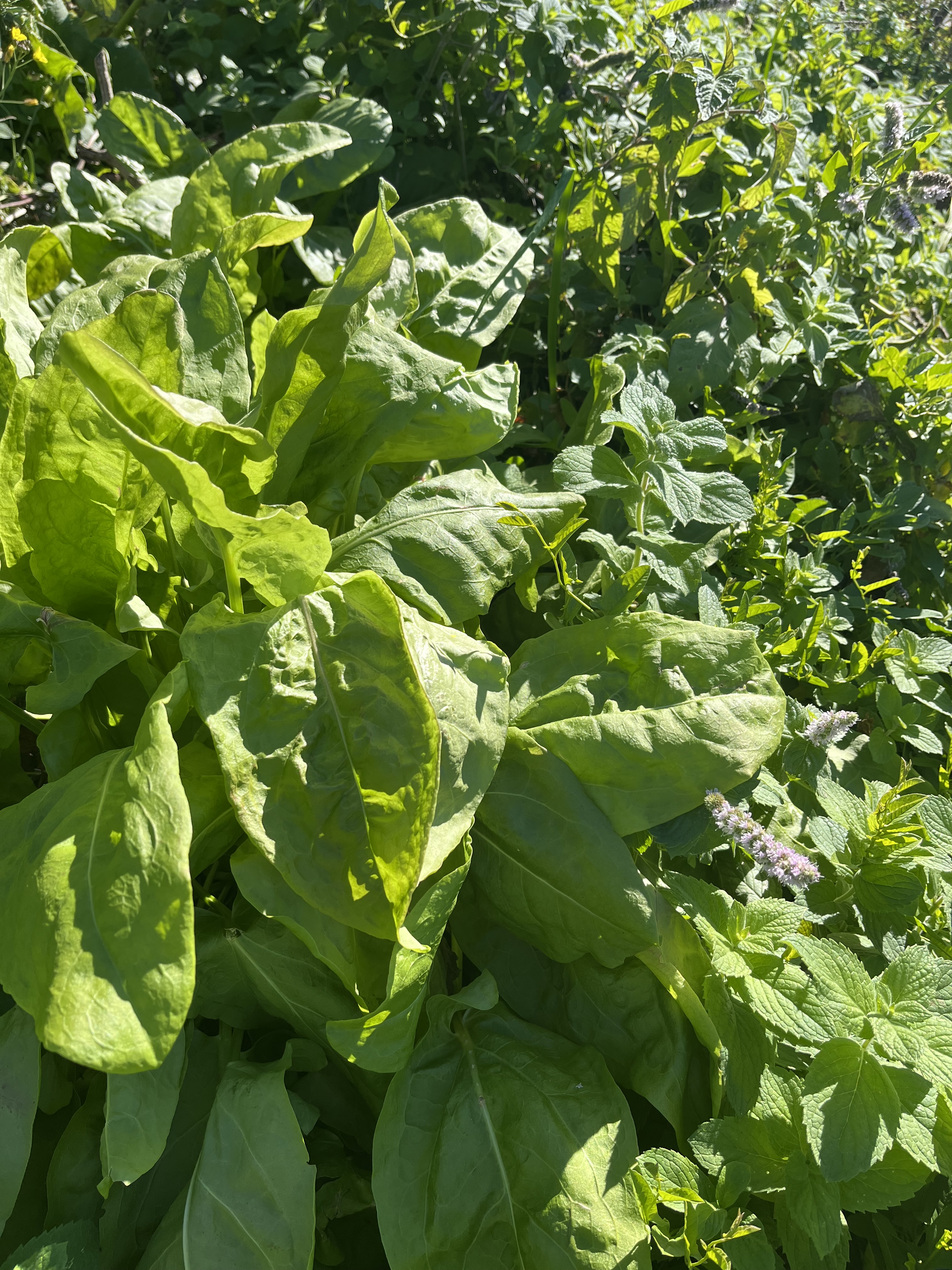 Sorrel with Mint